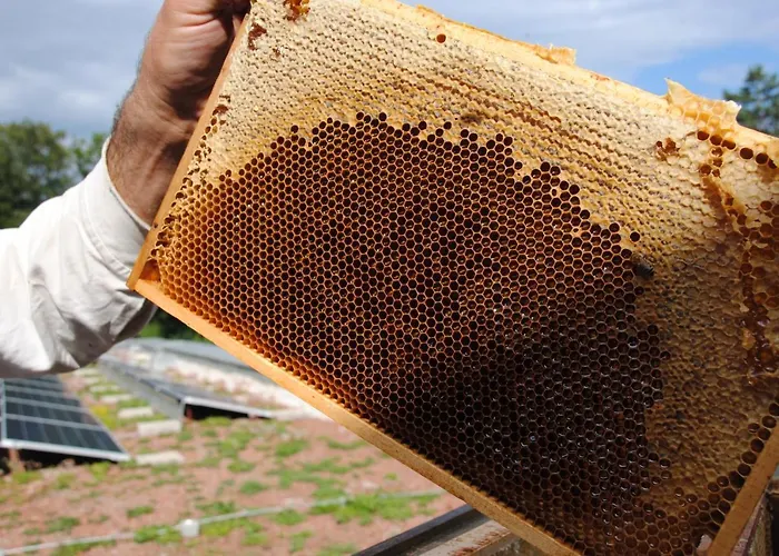 Jaegermayrhof * לינץ